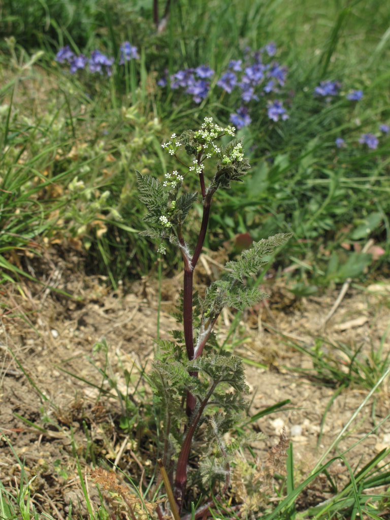 Anthriscus caucalis